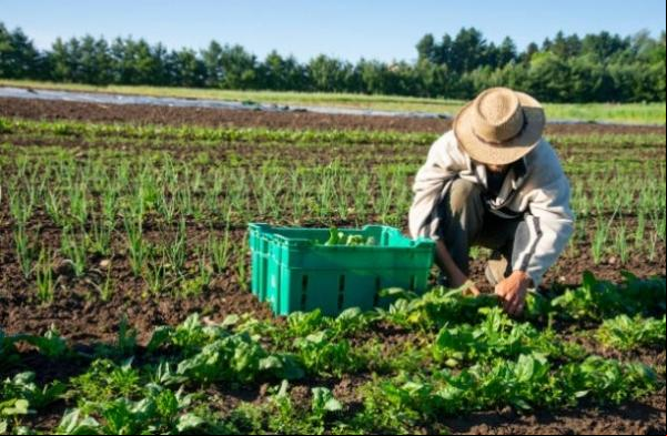 Garantia Safra é liberado para mais 43 municípios no Piauí.(Imagem:iStock)