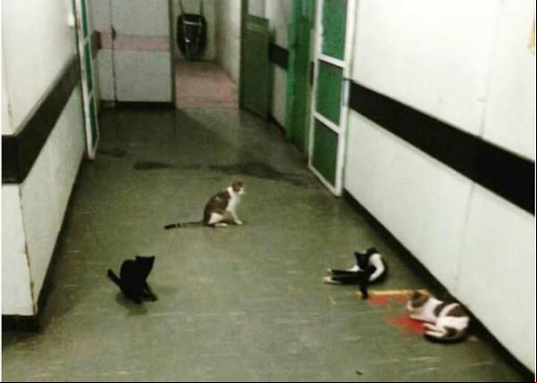 Gatos abandonados fazem morada em hospital público no Piauí.(Imagem:florianonews.piauiconectado.com)