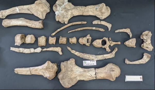 Fósseis são encontrados no Sul do Piauí.(Imagem:Divulgação)