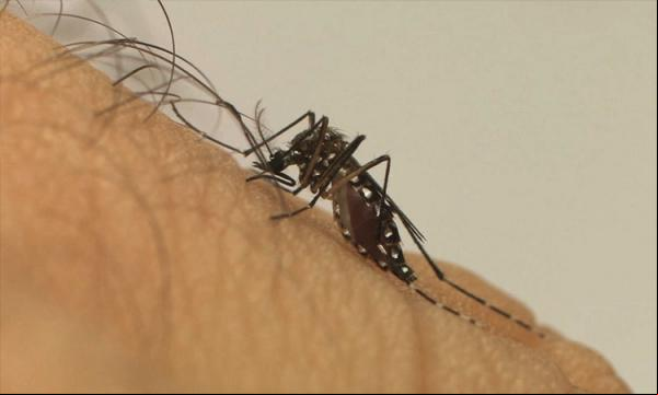 Piauí registra queda de 76% no número de casos de dengue; casos de zika e Chikungunya também caíram.(Imagem:Fiocruz)
