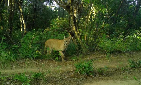 Onça fotografa no Parque Serra da Capivara.(Imagem: Divulgação )