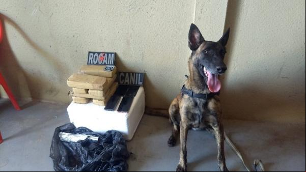 Cadela da PM encontra 7 tabletes de maconha enterrados ao lado de casa no Sul do Piauí.(Imagem:Divulgação/PM-PI)