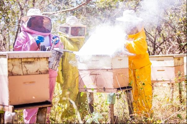 Projeto transformou a vida de 36 mil famílias de agricultores em 89 municípios do semiárido no Piauí(Imagem:Reprodução)