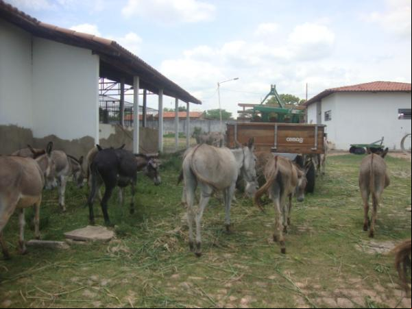 PRF e Centro de zoonoses apreendem animais nas rodovias da região de Floriano. (Imagem:FlorianoNews)