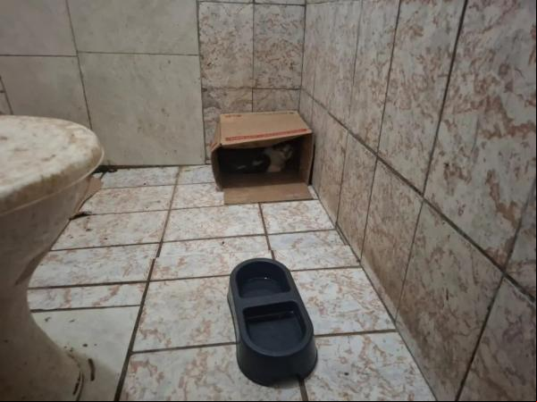 Cinco falsos veterinários são presos.(Imagem:PI)
