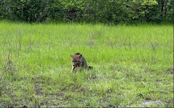 Semarh realiza a soltura de nove animais silvestres na região norte do estado(Imagem:Divulgação)