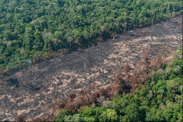 Piauí desmatou quase 190 hectares por dia em 2021, revela estudo do MapBiomas.(Imagem:Reprodução/Vinícius Mendonça/Ibama)