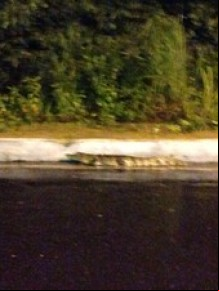 Animal não se assustou com aproximação dos carros.(Imagem:Olavo Almeida)