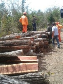 Extração ilegal de madeira acontecia na BR-343 em Teresina.(Imagem: Polícia Ambiental)