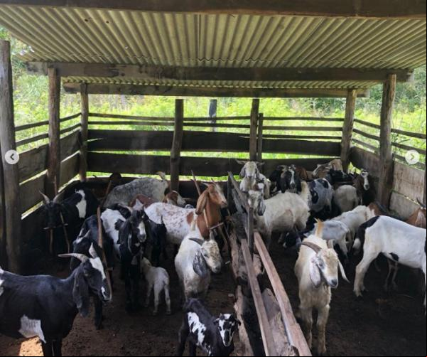 Prefeitura de Floriano e Sebrae/PI se unem para ações do projeto Agronordeste em localidades rurais.(Imagem:Reprodução/Instagram)