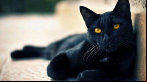 Veterinário dá dicas para proteger gato preto na sexta-feira 13 e ajuda a desmitificar preconceitos(Imagem:Divulgação)