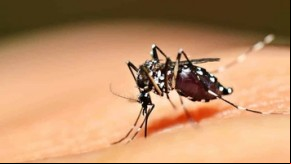 No total, 116 municípios registraram nível satisfatório na incidência das larvas.(Imagem:Divulgação)
