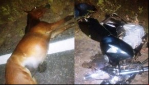 Mulher morre ao colidir com cavalo na PI 116 em Luís Correia.(Imagem:Portal do catita)