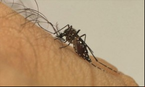 Piauí registra 14 mortes por dengue e aumento 660% nos casos(Imagem:Divulgação)