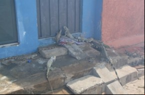 Animais fugindo das chamas(Imagem:Fotografo amador)