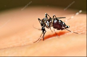 Falta de insumos prejudica diagnóstico de dengue no PI; estado registrou cinco óbitos pela doença em(Imagem:Divulgação)