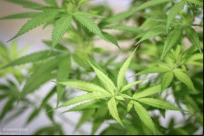 Nova lei autoriza distribuição de medicamentos à base de cannabis em Teresina(Imagem:Roberta Aline)