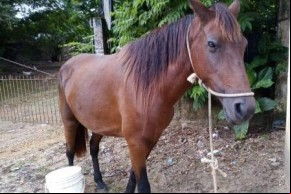 Idoso é preso após ser flagrado fazendo sexo com égua.(Imagem:Circuito Mato Grosso)
