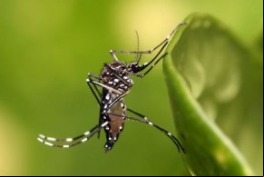 Aedes Aegypti(Imagem:Divulgação)