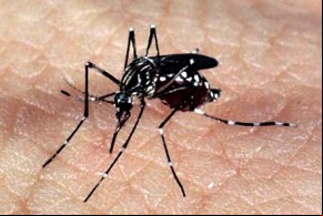 Procon discute uso de inseticidas no combate ao mosquito Aedes aegypti.(Imagem:Divulgação)