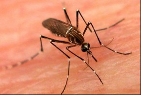 Aedes aegypti(Imagem:Divulgação)