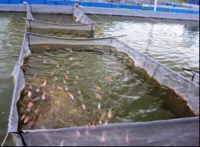 SDR lança Plano Estadual de Desenvolvimento da Aquicultura nesta sexta (22).(Imagem:Divulgação)