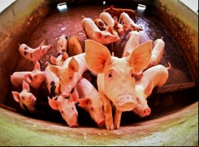 Adapi alerta sobre risco do Piauí ser infectado pela peste suína.(Imagem:Thiago Gomes)