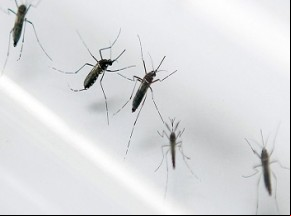 Saiba mais sobre o vírus Mayaro, transmitido pelo Aedes Aegypti.(Imagem:florianonews.piauiconectado.com)