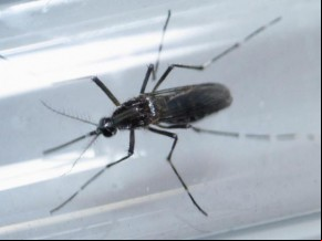 Mosquito aedes aegypti, vetor de doenças como dengue, febre amarela, chikungunya e zika.(Imagem:Daniel Becerril/Reuters)