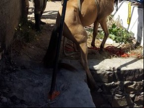 Animal ficou por mais de 24 horas no buraco.(Imagem:Divulgação / Corpo de Bombeiros)