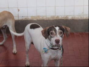 Animais que vão para o Centro de Controle de Zoonoses.(Imagem:Patrícia Andrade/G1)