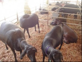 Feira de Ovinos e Caprinos é realizada no Sul do Piauí.(Imagem:Divulgação)