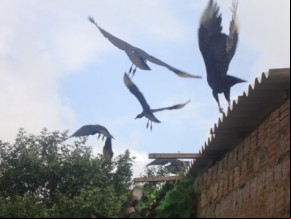 Urubus rondando a região(Imagem:MOACIR AMORIM)