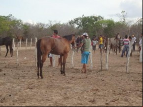 Realizada tradicional Corrida de Cavalos em Arraial-PI.(Imagem:FlorianoNew)