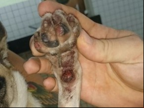 Patas da cahorras ficaram feridas.(Imagem:Juliana Paz/Arquivo pessoal)