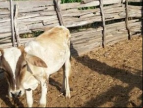 Animal que teria sofrido as agressões.(Imagem:Rurik Araújo)