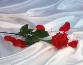 rosa(Imagem:Ofeliazinha)