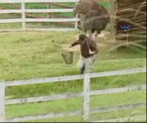 Já está virando rotina na nova edição de A Fazenda: Sergio Mallandro, mais uma vez, teve dificuldades para realizar sua tarefa diária pela manhã de hoje (11). Ao levar a ração par(Imagem:Reprodução / Rede Record)
