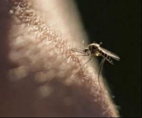 A Secretaria Municipal de Saúde de Miguel Alves, a 110 km de Teresina, confirmou nesta sexta-feira (30) que o município tem 10 casos de malária, sendo que um deles é de reinfecção.(Imagem:Reprodução)