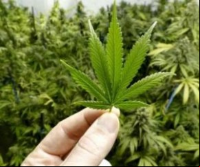 Piauí pode ser o 1º estado do país a plantar maconha para produzir canabidiol.(Imagem:florianonews.piauiconectado.com)