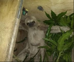 Bicho-preguiça, cobras e jacarés são resgatados em Teresina(Imagem:Reprodução)