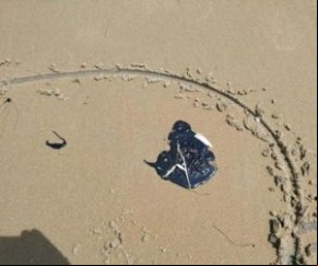 Litoral do Piauí é o menos afetado com manchas de óleo, diz Capitania.(Imagem:Divulgação)