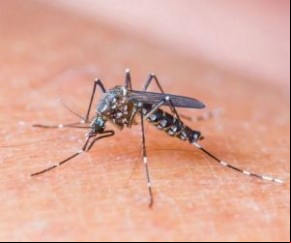 Aedes Aegypti(Imagem:Divulgação)