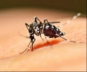 Aedes Aegypti(Imagem:Divulgação)