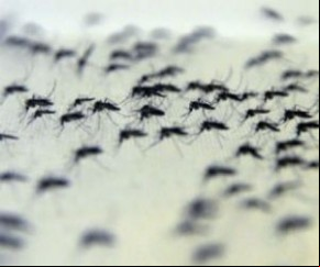 BH receberá projeto que introduz a bactéria no mosquito Aedes aegypti.(Imagem:Divulgação)