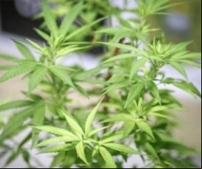 Um projeto de lei apresentado na Assembleia Legislativa do Piauí (Alepi), nesta terça-feira (21), incentiva a realização de pesquisas científicas com Cannabis sativa para fins medi(Imagem:Reprodução)