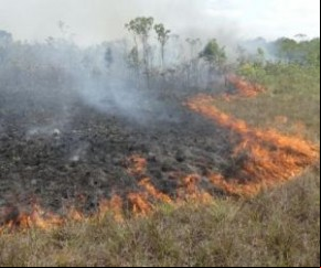 PrevFogo vai fortalecer combate a incêndios em áreas de proteção federal(Imagem:Reprodução)