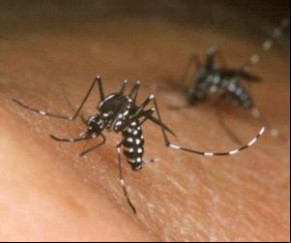 Aedes aegypti(Imagem:Divulgação)