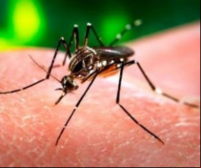 Piauí registra aumento de 740,4% de casos prováveis de chikungunya.(Imagem:Divulgação)