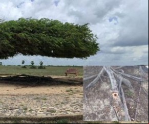 O secretário de Turismo, Flávio Júnior, ressalta que o espaço no qual está localizada a Árvore Penteada ará por obras de urbanização. As obras deverão ser iniciadas no primeiro(Imagem:Reprodução)